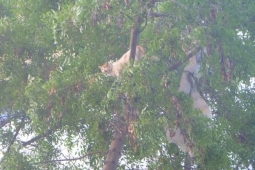 Ağaçta Mahsur Kalan Kediyi İtfaiye Eri Kurtardı