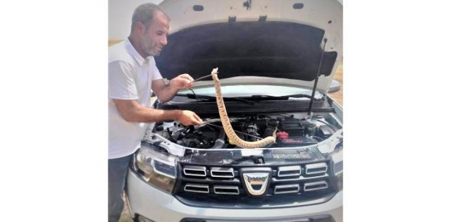 Otomobilin motoruna giren yılan güçlükle çıkartıldı