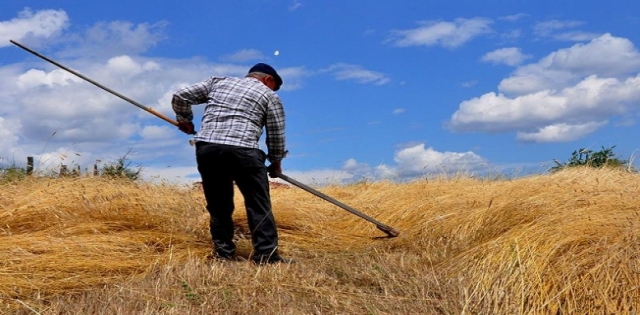 Urfa`da buğday 1,64 liradan satıldı