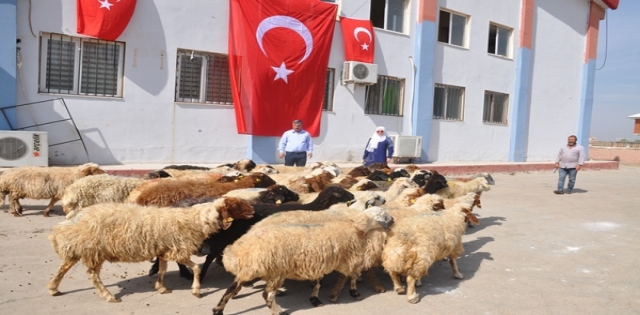 Mehmetçik için sınırda 50 kurban kesildi 