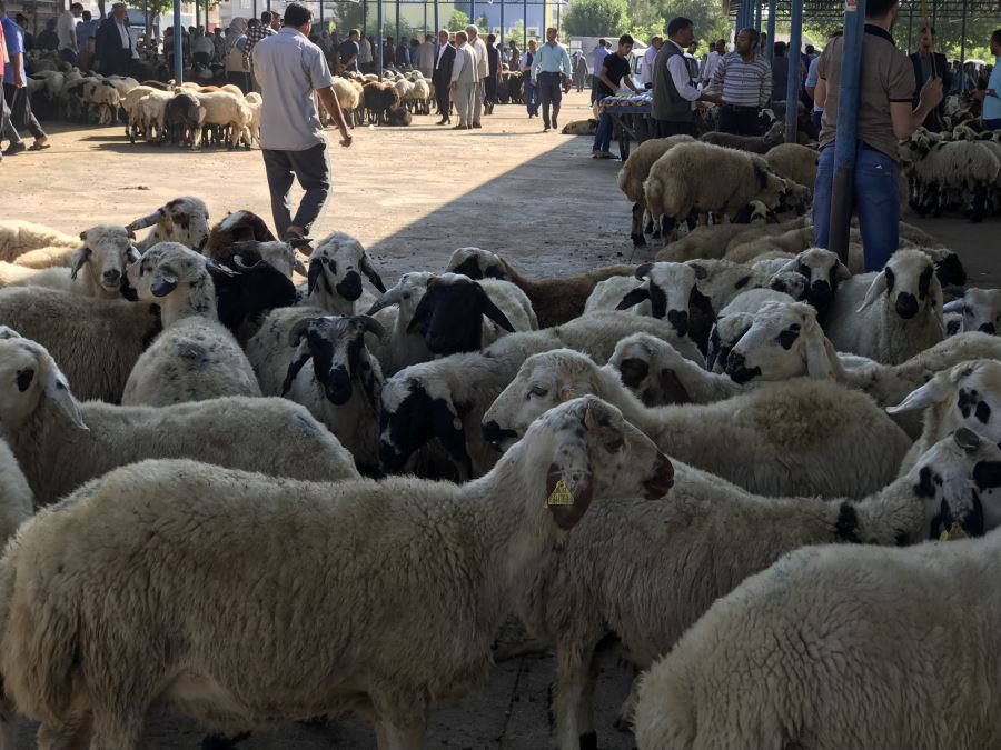 Korona virüsü bölgenin en büyük hayvan pazarını vurdu