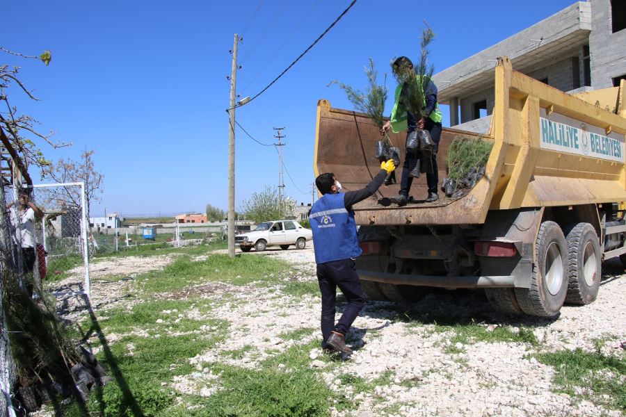 HALİLİYE KIRSALINA FİDAN DAĞITIMI SÜRÜYOR 
