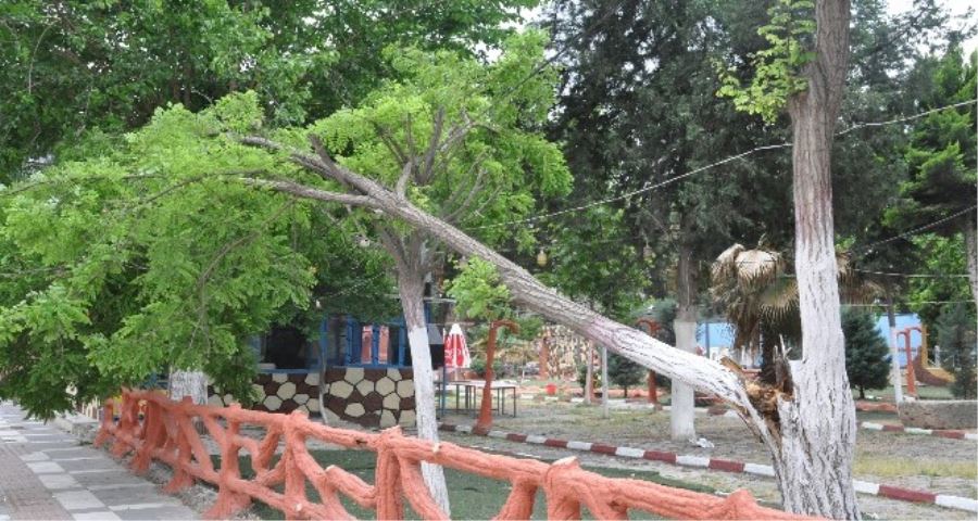 Şiddetli rüzgar ağaçları devirdi