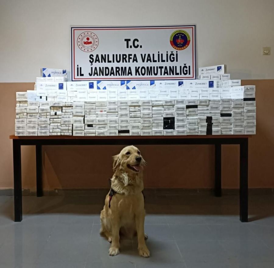 Şanlıurfa’da 5 bin 230 paket kaçak sigara ele geçirildi