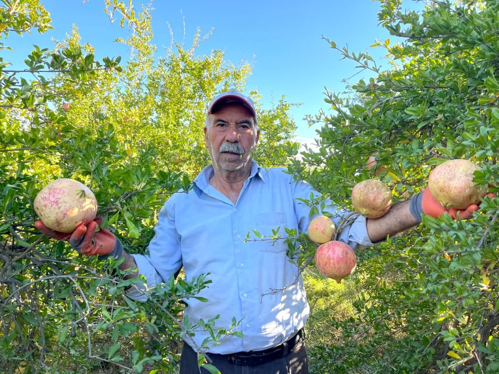 AVRUPA BİRLİĞİ TESCİLLİ NARIN HASADI BAŞLADI