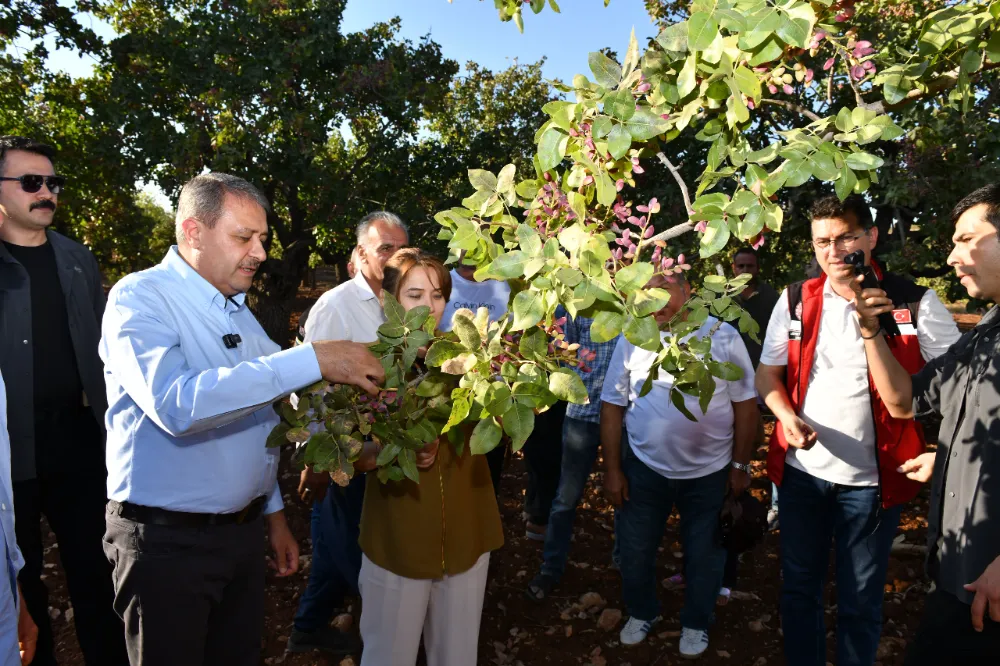 ŞANLIURFA TARIMSAL ÜRETİMDE DE DEĞERLERİNE SAHİP ÇIKIYOR