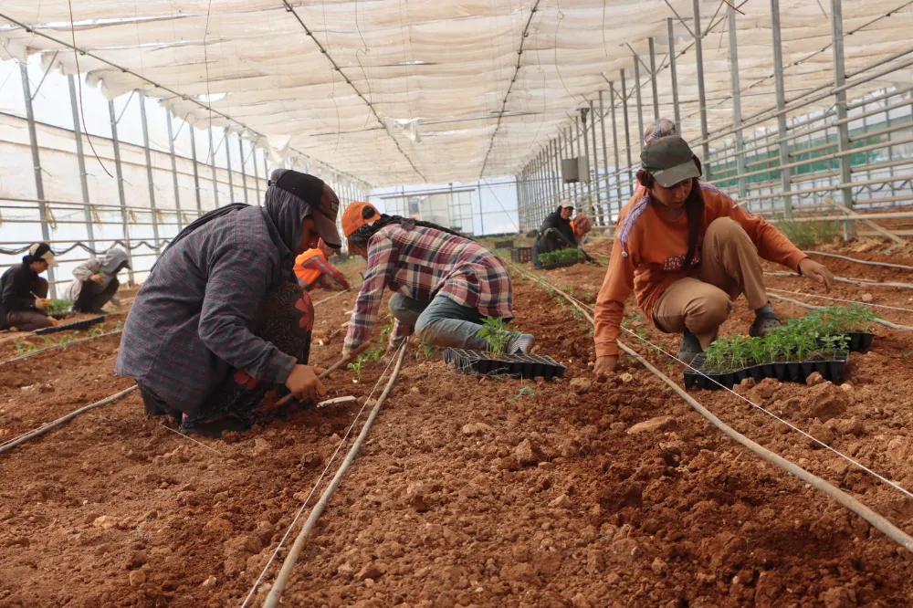 BÜYÜKŞEHİR BELEDİYESİ DOMATES VE BİBER FİDELERİNİ TOPRAKLA BULUŞTURDU