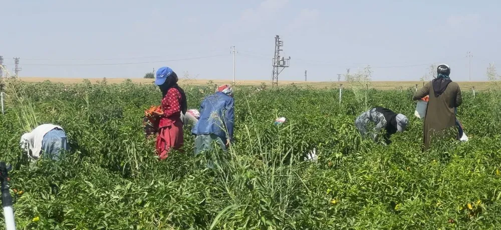 ŞANLIURFA’DA ACI BİBERİN HASADI SÜRÜYOR