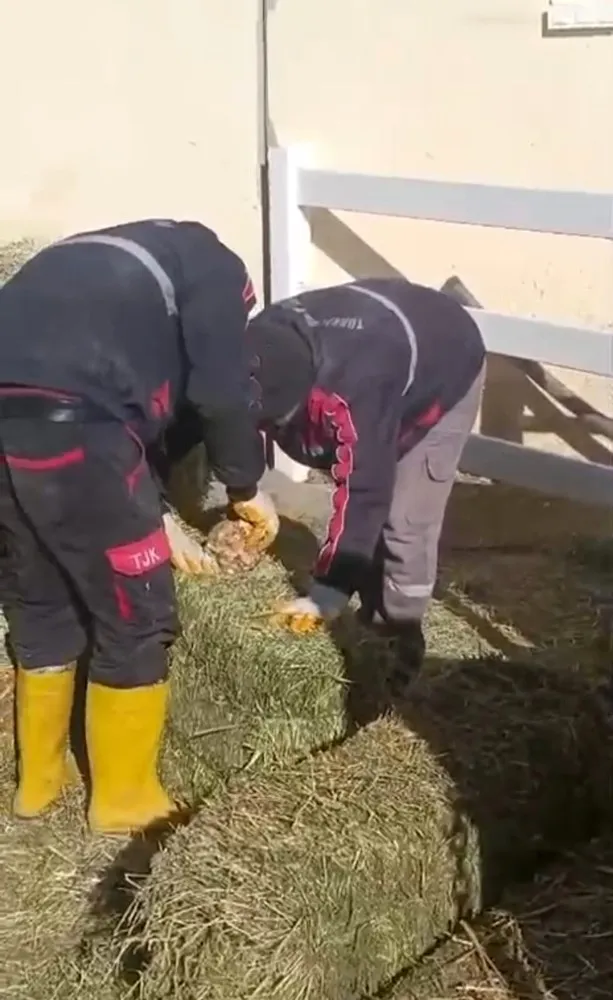 TJK ŞANLIURFA HARA VE AŞIM İSTASYONU