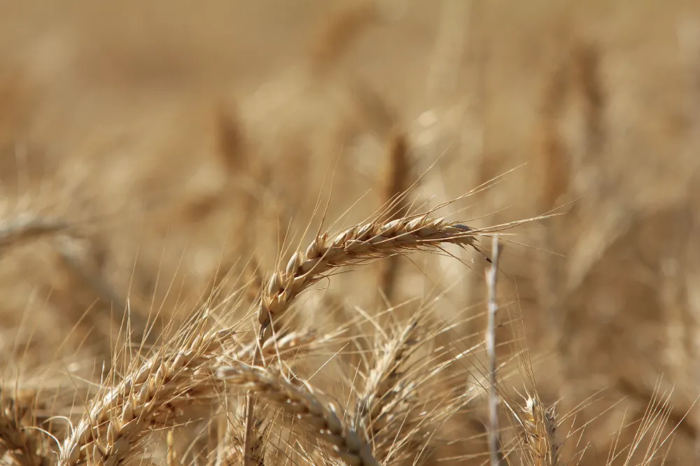 KÜRESEL TAHIL ÜRETİMİNDE 105 MİLYON TONLUK REKOR ARTIŞ BEKLENİYOR