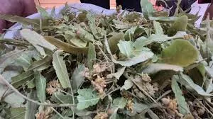 GEÇEN SENE ALTINLA YARIŞIYORDU, BU YIL FİYATI DÜŞTÜ