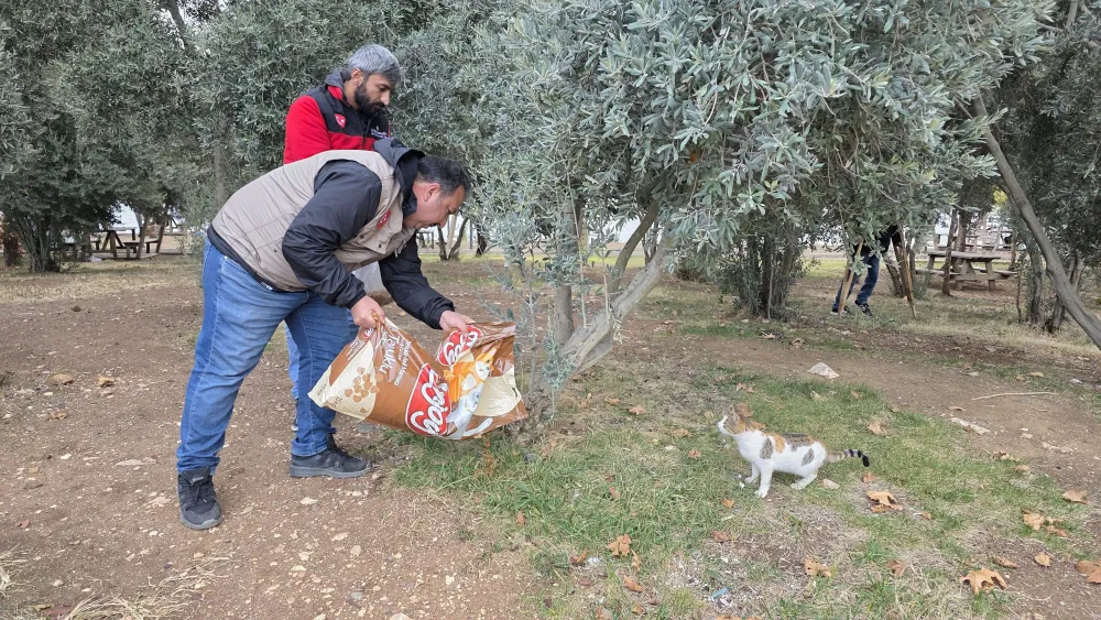 SİVEREK’TE SAHİPSİZ KEDİLERE MAMA BIRAKILDI