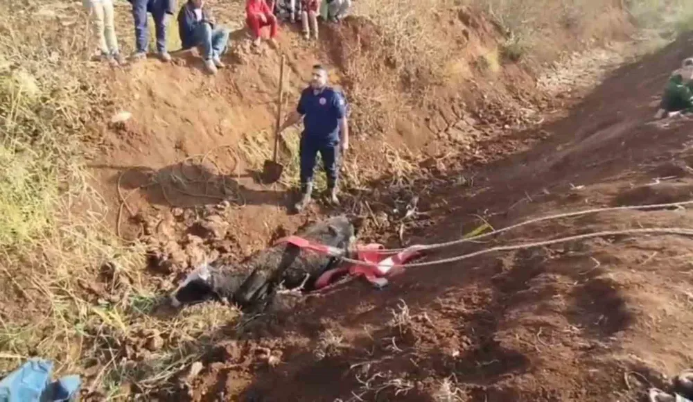 Tahliye kanalına düşen inek kurtarıldı