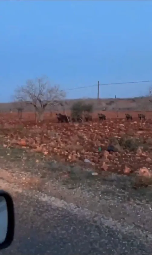 ŞANLIURFA’DA FISTIK TARLASINDA DOMUZ SÜRÜSÜ GÖRÜNTÜLENDİ