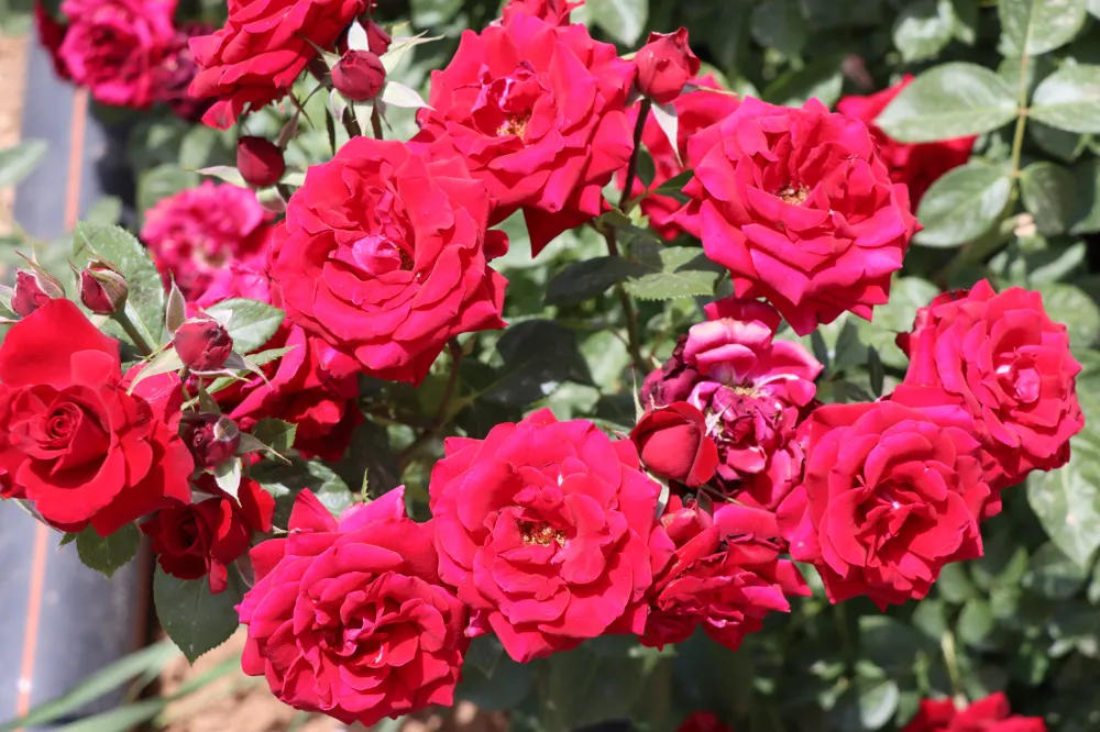 BÜYÜKŞEHİR BELEDİYESİ KENDİ GÜLÜNÜ ÜRETİYOR, KENTİ GÜZELLEŞTİRİYOR