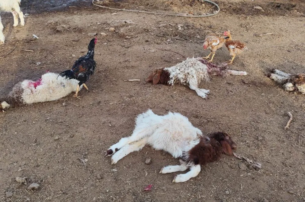 ŞANLIURFA’DA BAŞIBOŞ KÖPEKLER 33 KUZUYU TELEF ETTİ