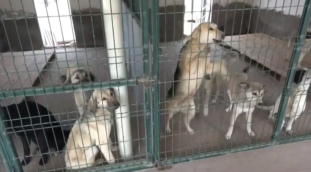 YAKLAŞIK 4 MİLYON SAHİPSİZ KÖPEK VAR, ALACAK BARINAK YOK