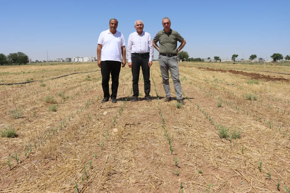 TOPRAK SÜRÜLMEDEN MISIR EKİLDİ, YEŞERMEYE BAŞLADI