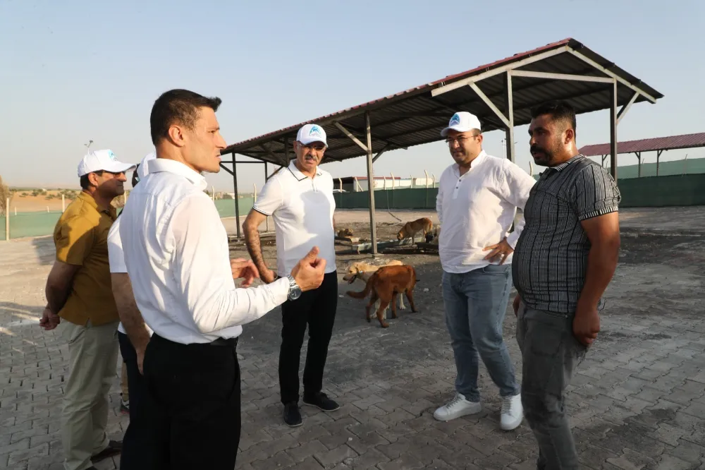EYYÜBİYE, SOKAK HAYVANLARI SORUNUNU ÇÖZDÜ