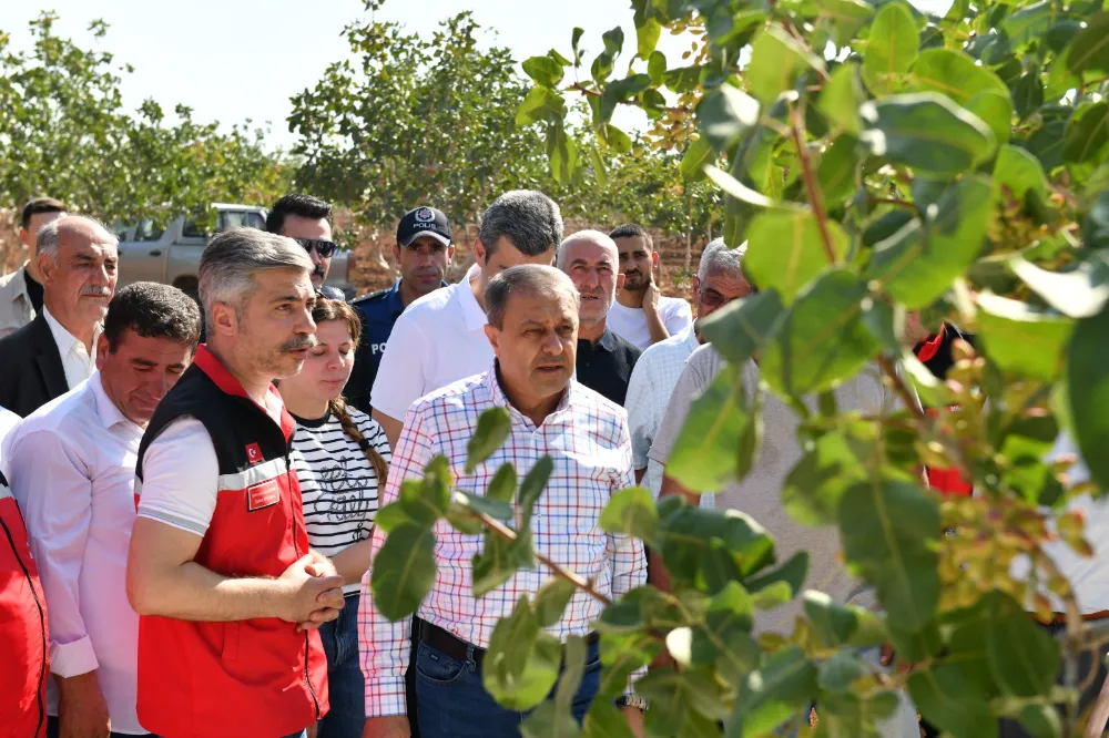 VALİ ŞILDAK, BOZ FISTIK HASADINA KATILDI