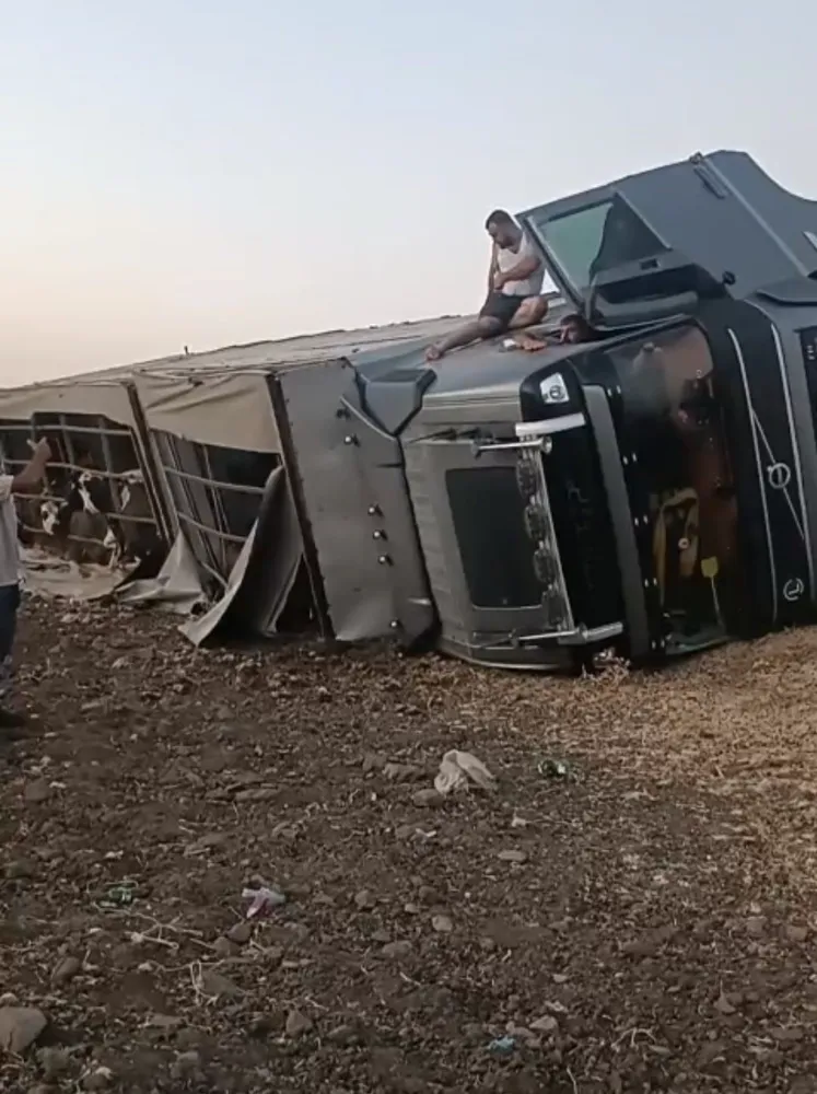 Siverek’te büyükbaş hayvan yüklü tır devrildi