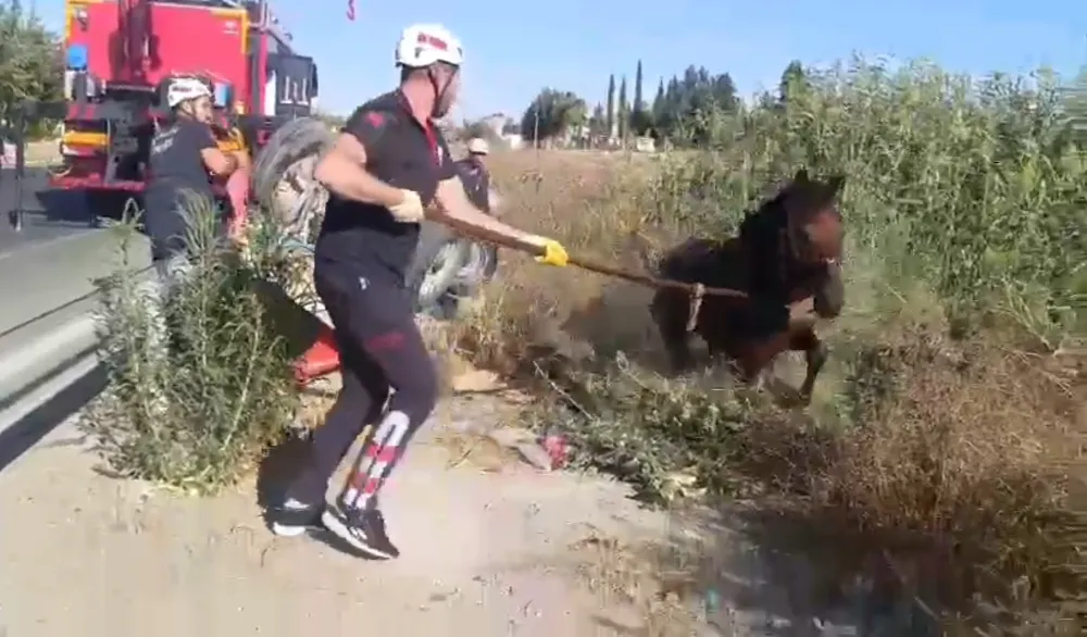 TAHLİYE KANALINA DÜŞEN AT KURTARILDI