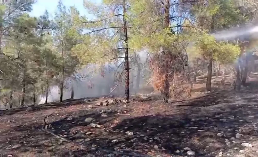 ŞANLIURFA’DA ORMAN YANGINI