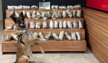 Şanlıurfa’da 17 kilo 550 gram skunk ele geçirildi