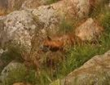 Çizgili Sırtlan Şanlıurfa`da Görüntülendi