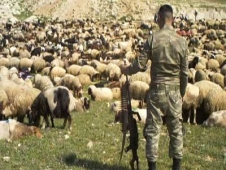 Sınırda Hayvan Kaçakçılığı Operasyonu