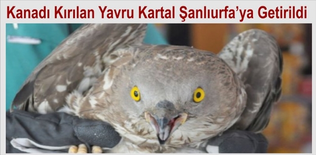 Kanadı Kırık Yavru Kartal Tedavi İçin Şanlıurfa`da