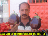 AKÇAKALE`DE YETİŞEN PATLICAN İLGİ ÇEKİYOR