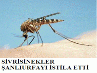 Sivrisinekler Şanlıurfa?yı istila etti.
