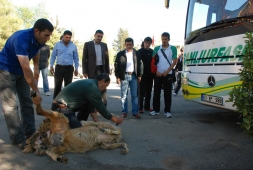 ŞANSIZLIĞI YENMEK İÇİN KURBAN KESİLDİ 