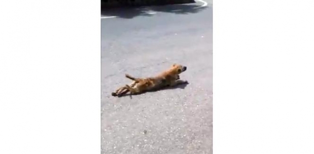 Sakat taklidi yapan köpek görenleri güldürdü