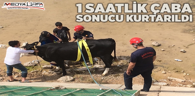 Şanlıurfa`da sulama kanalına düşen inek kurtarıldı
