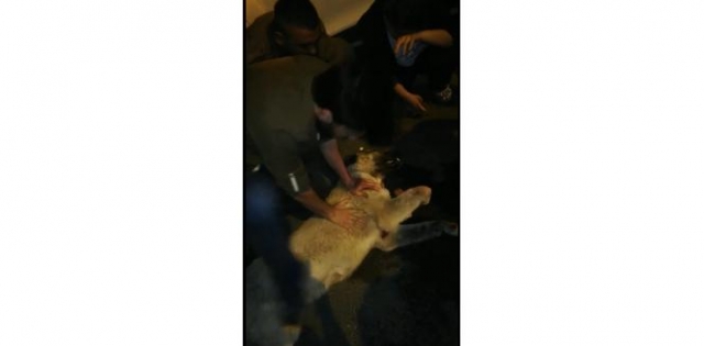 Çarptığı köpeği hayata döndürmek için her şeyi yaptı, başaramadı