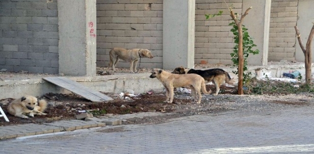 Köpeklerin saldırısına uğrayan genç bisikletten düşerek yaralandı